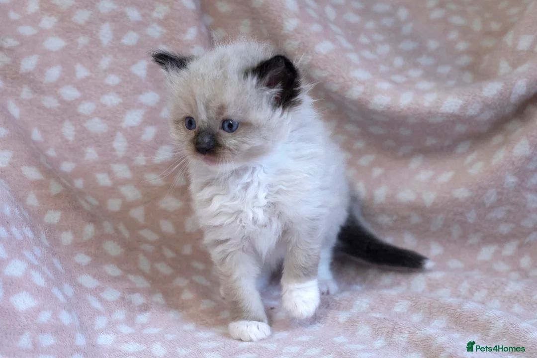 Ragdoll cats for sale: GCCF Ragdoll kittens registered pet Active  - Advert 13