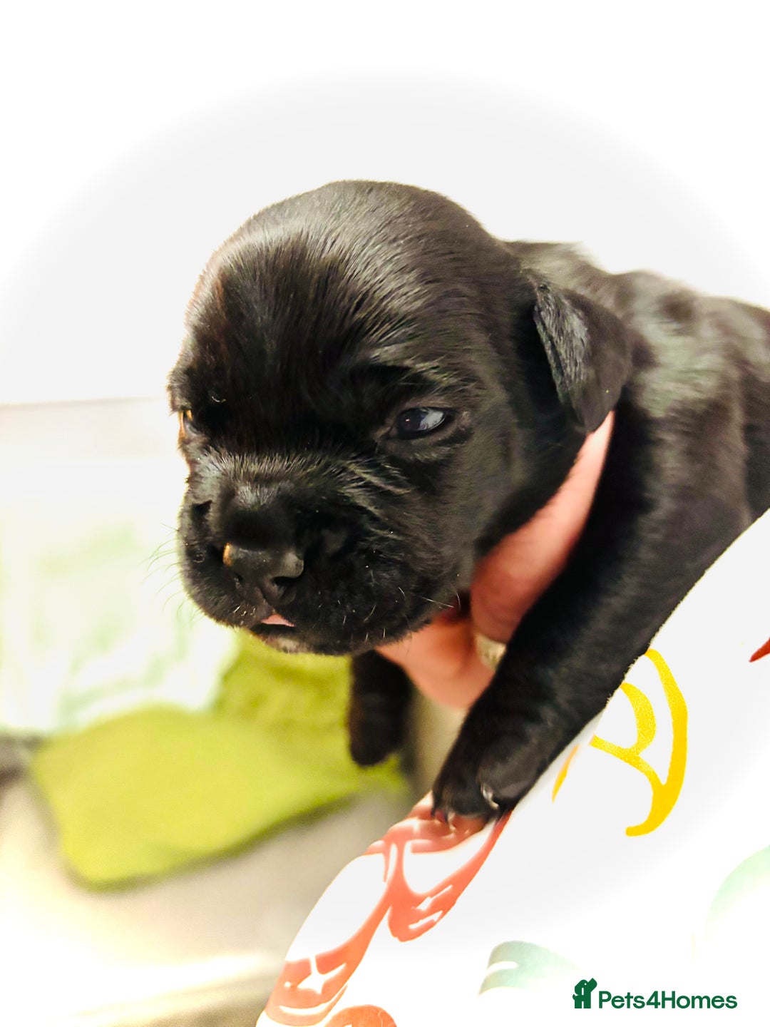 Mixed Breed dogs for sale: Spring bull puppies  - Advert 9