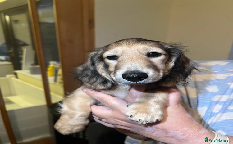 Miniature Dachshund dogs - Advert 3