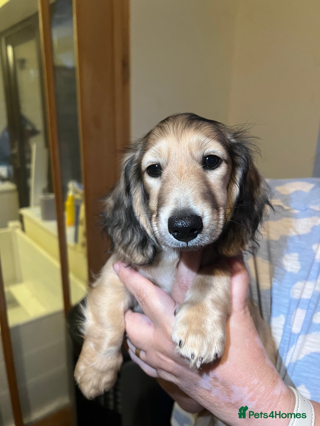 Miniature Dachshund dogs for sale: **KC REG Miniature long haired dachshund puppies** - Image 1