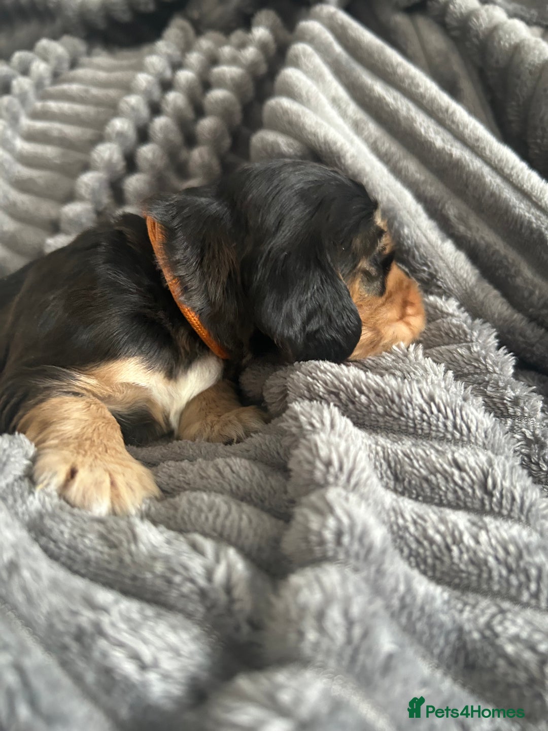 Cocker Spaniel dogs for sale: 🐾Cocker Spaniel Puppies-Ready in 5 Weeks🐾 - Image 14