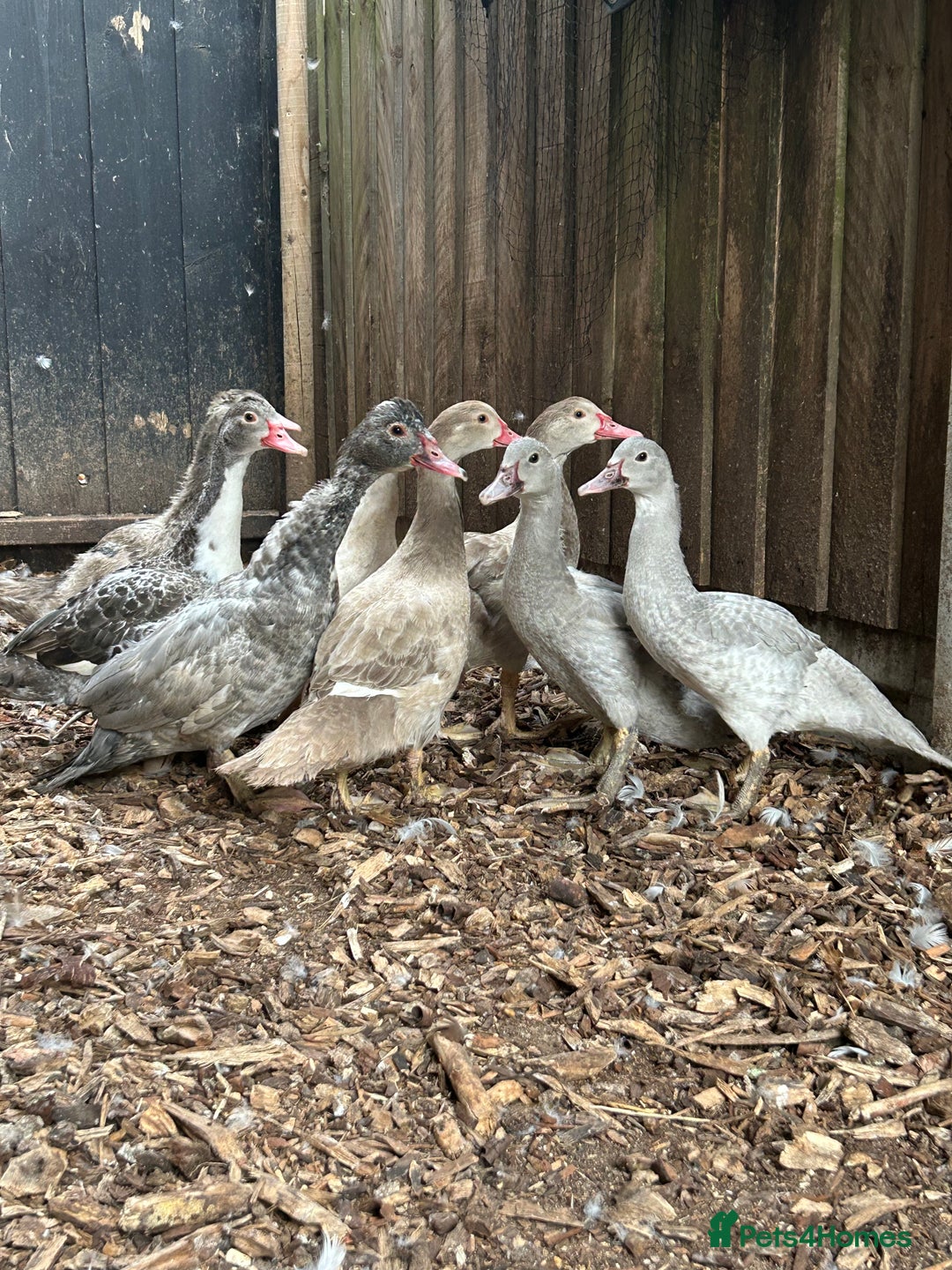 Ducks poultry for sale: Muscovy duck pairs  - Image 1