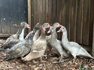 Ducks poultry - Advert 12