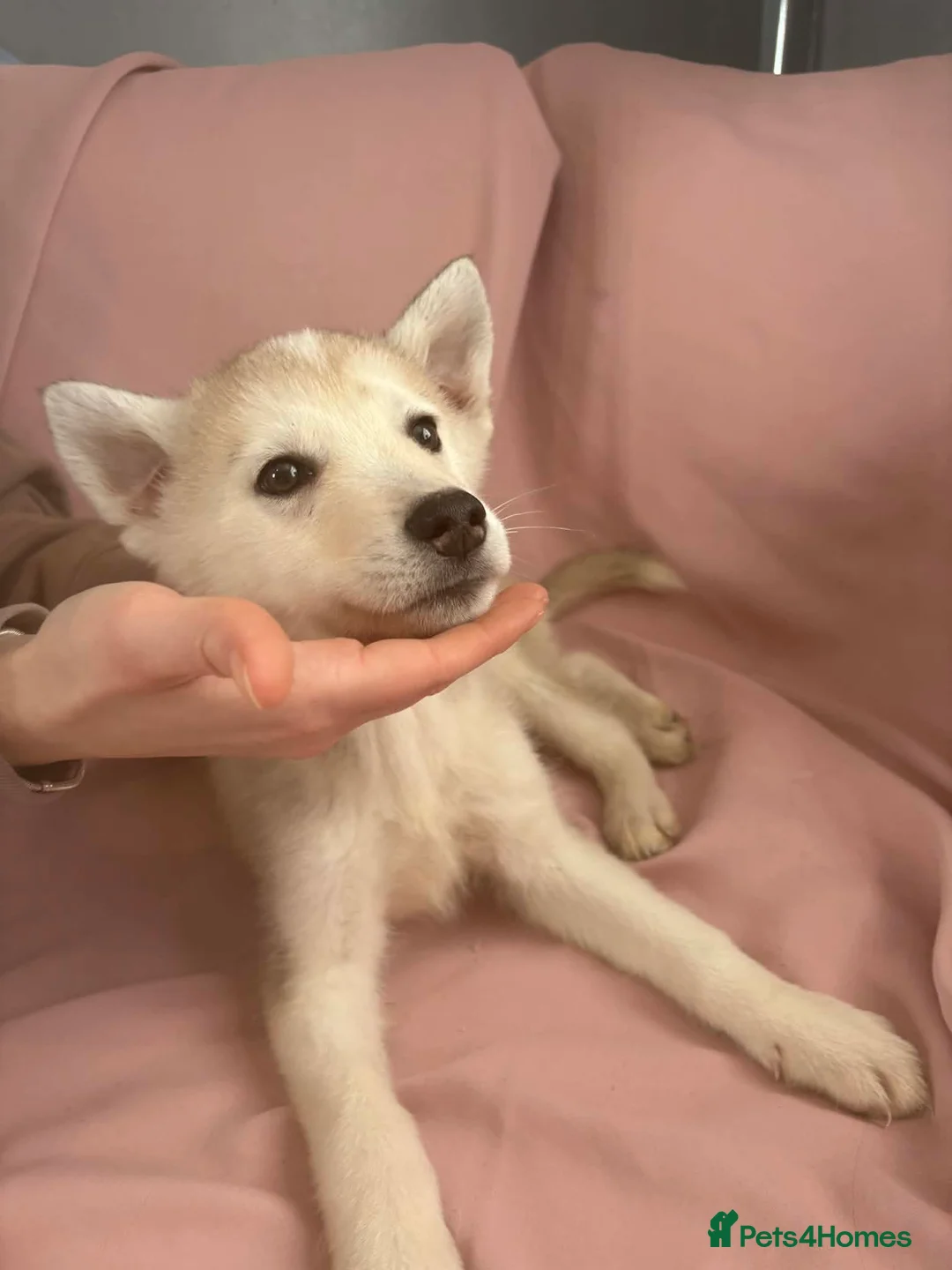 Siberian Husky dogs for sale: Male Husky Puppies - Advert 8