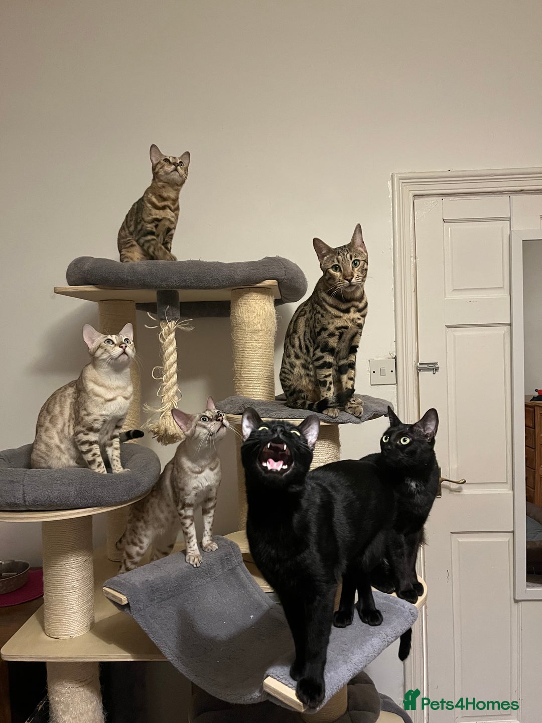Bengal cats for sale: Beautiful bengals - Image 6