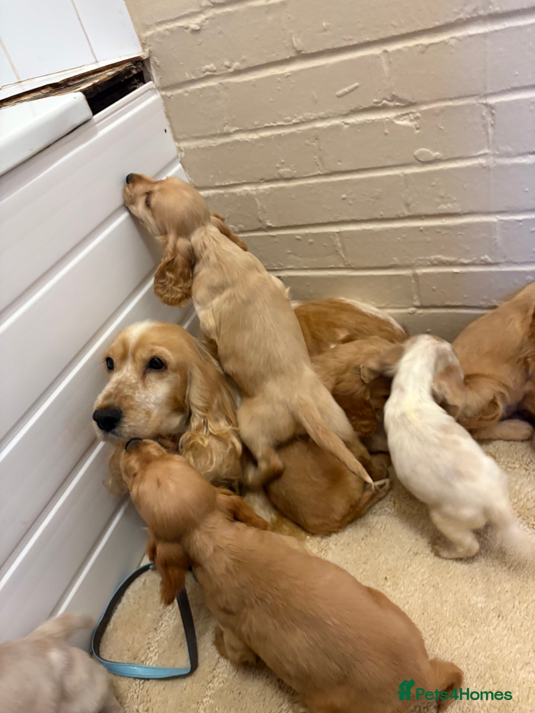 Cocker Spaniel dogs for sale: SHOW TYPE COCKER SPANIELS PUPPIES  - Advert 24