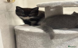 Ragdoll cats for sale: 4 kittens looking for new family  - Image 11