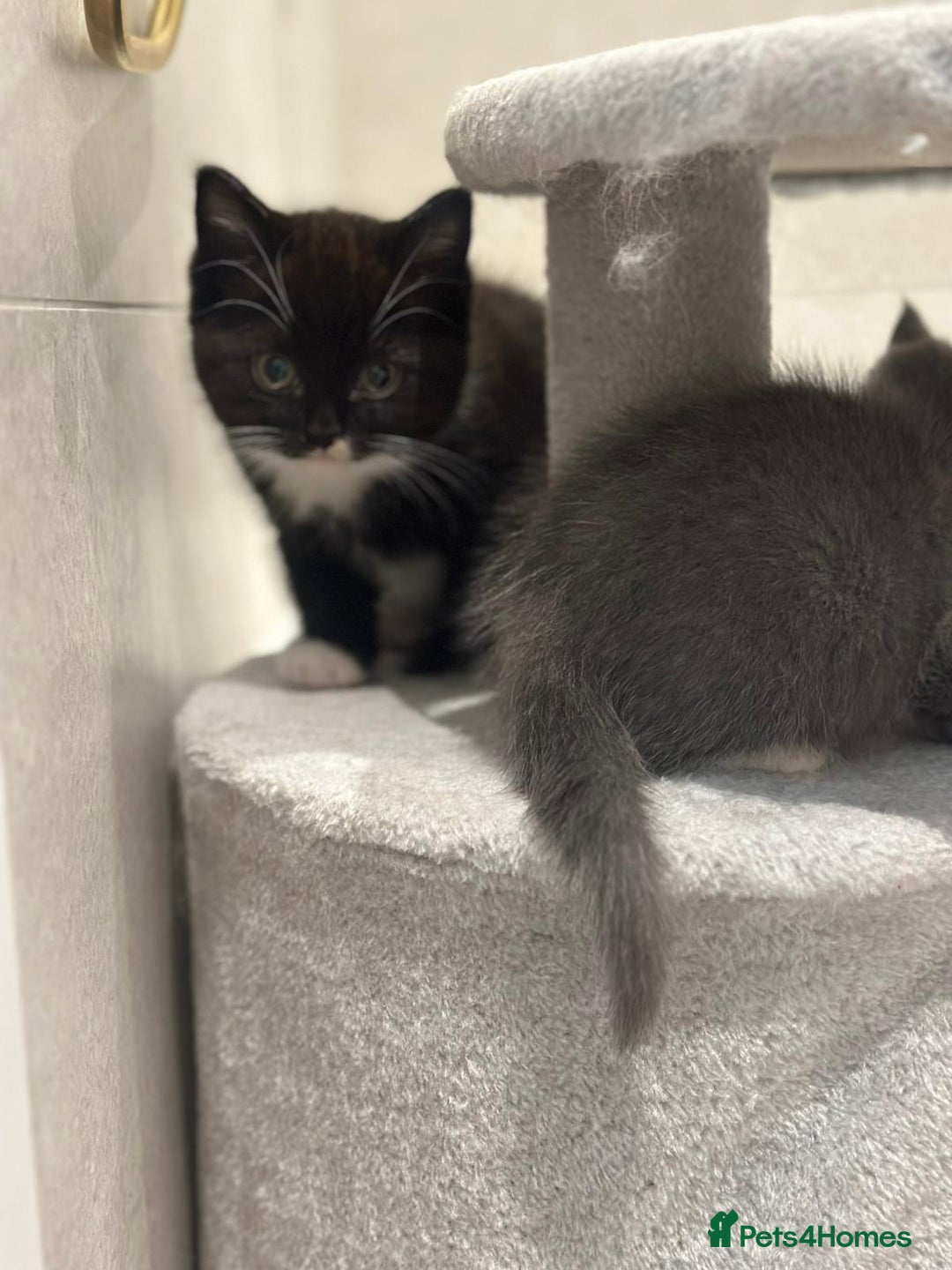 Ragdoll cats for sale: 4 kittens looking for new family  - Image 11