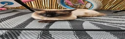 Ragdoll cats for sale: Ragdoll kittens in Dudley - Advert 9
