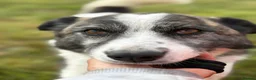 Mixed Breed dogs for adoption: Laura - Norwich Norfolk  in Norwich - Advert 3