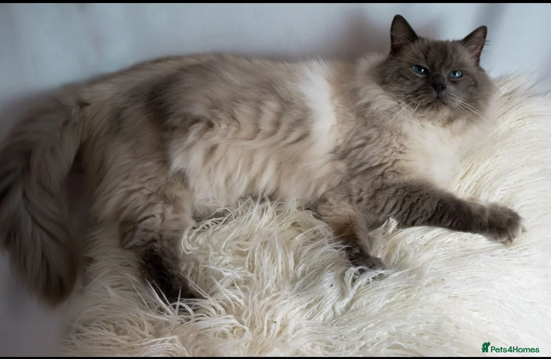 Ragdoll cats for stud: Amazing blue point FOR STUD in Brighouse - Advert 4