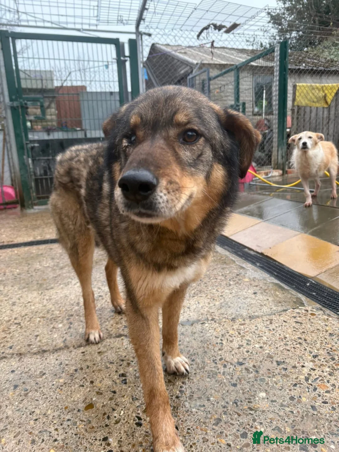 Mixed Breed dogs for adoption: Rufus - Taverham Norfolk  in Norwich - Advert 2