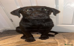 Labrador Retriever dogs for sale: Freddie is looking for his forever home  - Advert 3