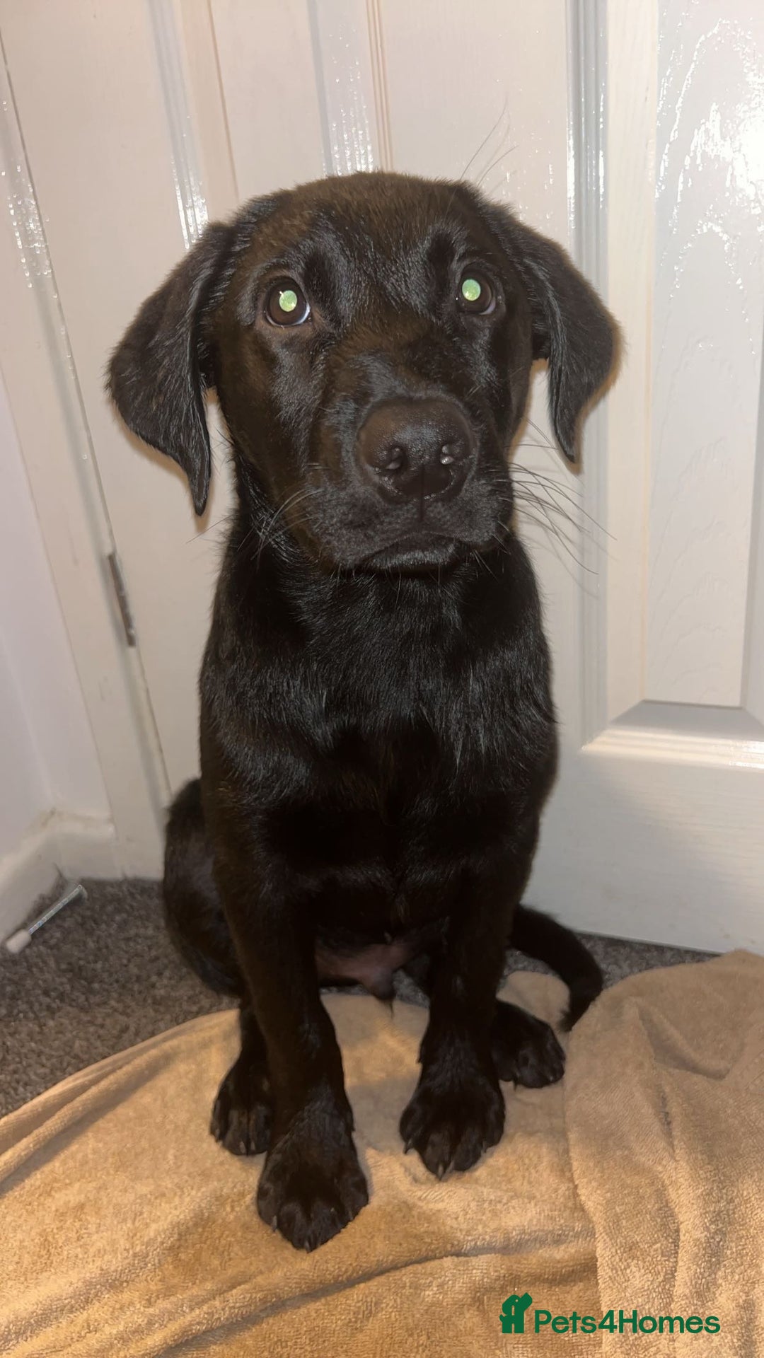 Labrador Retriever dogs for sale: Freddie is looking for his forever home  - Advert 3