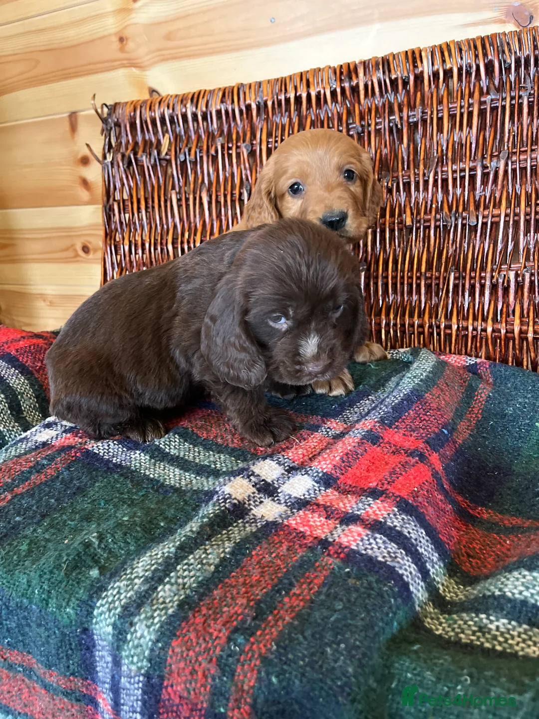 Cocker Spaniel dogs for sale: cocker spaniels - Advert 13