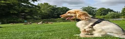 Cocker Spaniel dogs for stud: Cocker spaniel show for Stud in Tadley - Advert 15