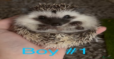 Pygmy Hedgehog rodents - Advert 14