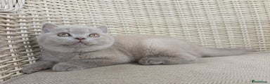 British Shorthair Kitten 5