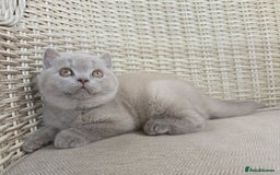 British Shorthair cats for sale: Stunning British Shorthair Kittens  - Image 1