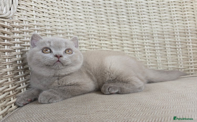 British Shorthair cats - Advert 1
