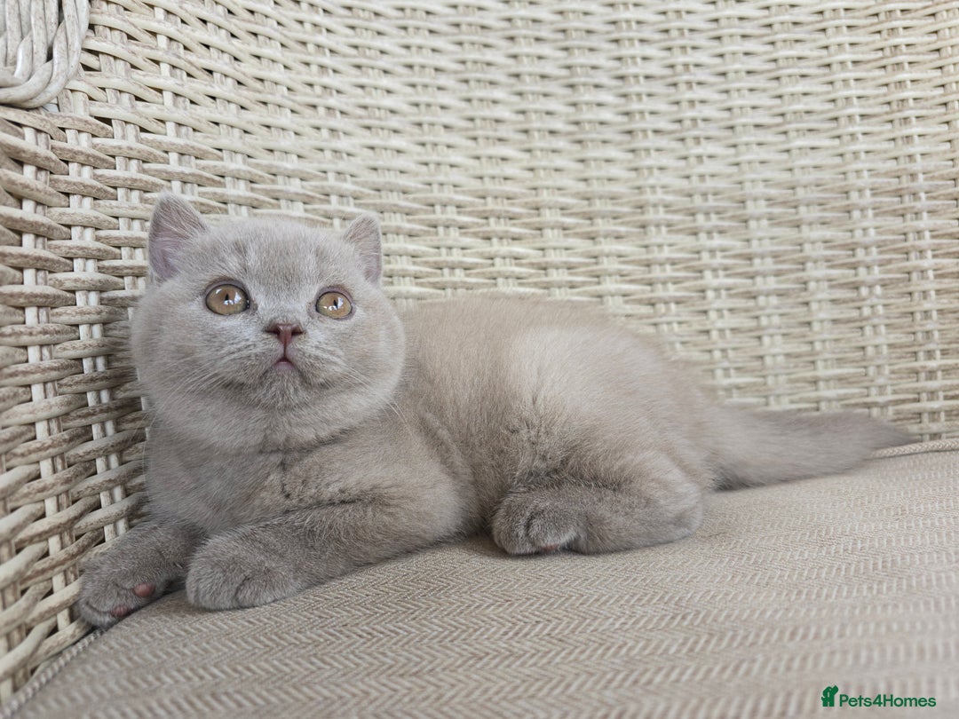 British Shorthair cats for sale: Stunning British Shorthair Kittens  - Image 1