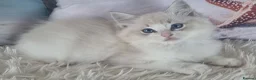 Ragdoll cats for sale: 💕Cute Champion line Ragdolls Kittens 💕 - Advert 9