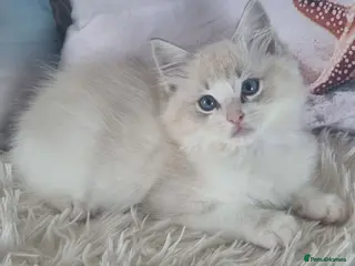 Ragdoll cats 💕Beautiful TICA registered Ragdolls Kittens 💕 - Advert 1