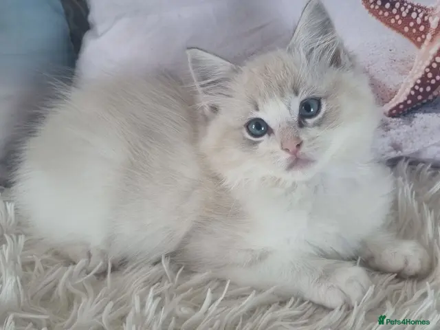Ragdoll cats 💕Beautiful TICA registered Ragdolls Kittens 💕 - Advert 5