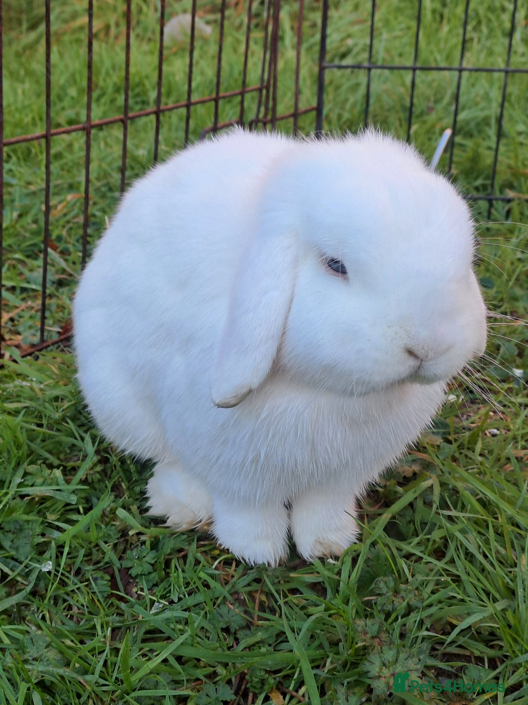 Mini Lop rabbits for sale: Male (Neutered) & Female Mini Lops (Very friendly) - Advert 3