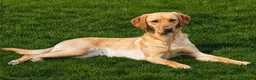 Labrador Retriever dogs for sale: Labrador puppies yellow & black - Advert 1