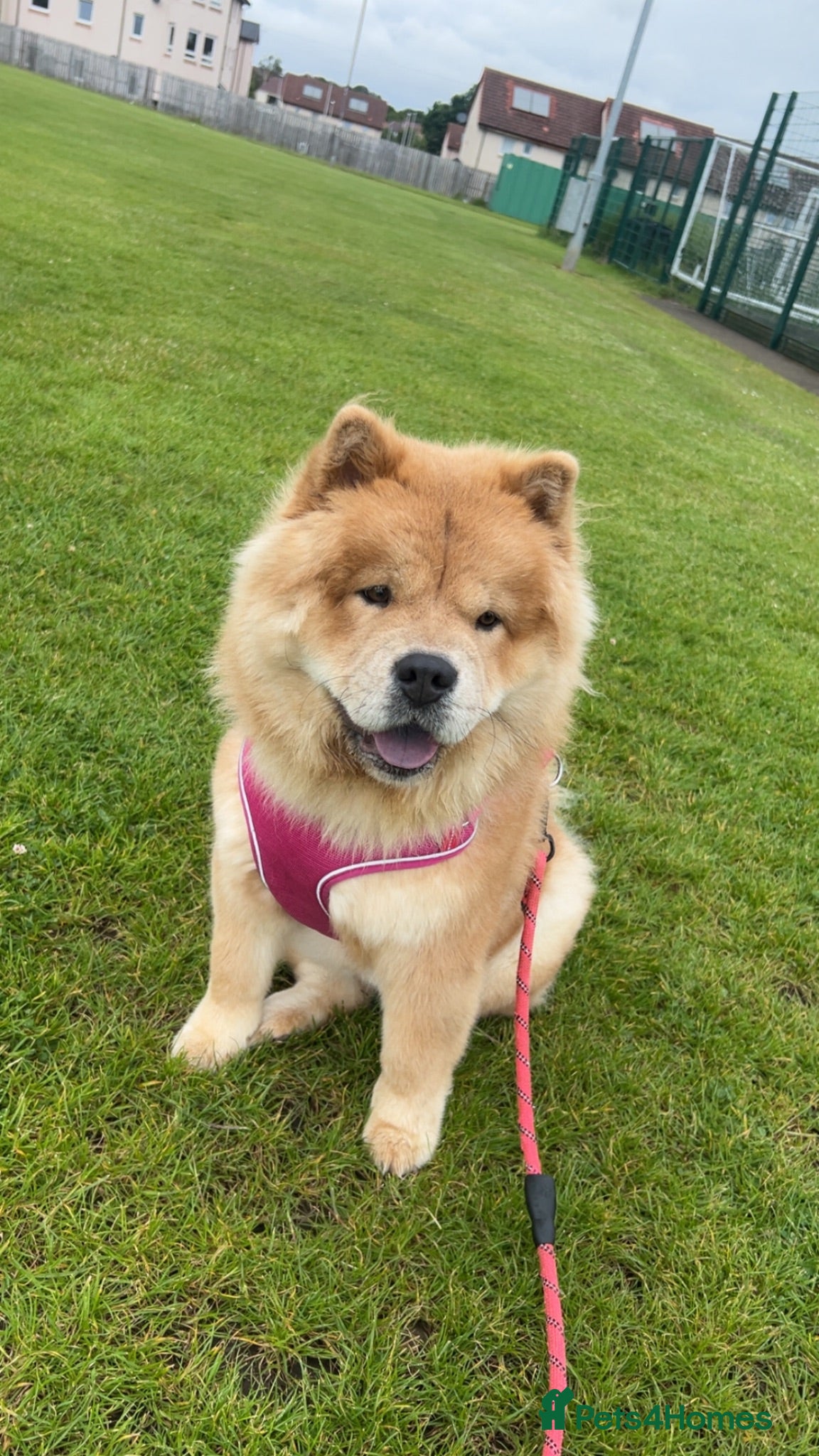 Chow Chow dogs Beautiful Chow Chow Loving Experienced Home Wanted - Advert 1