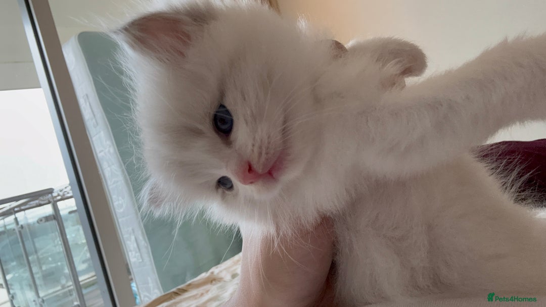 Ragdoll cats for sale: Beautiful Fluffy Ragdoll Kittens –One Boy&One Girl - Advert 6