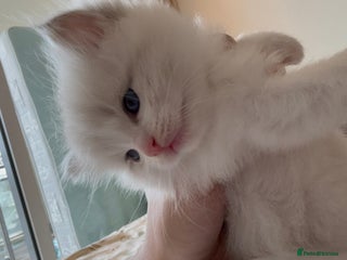 Ragdoll cats Beautiful Fluffy Ragdoll Kittens –One Boy&One Girl - Advert 3