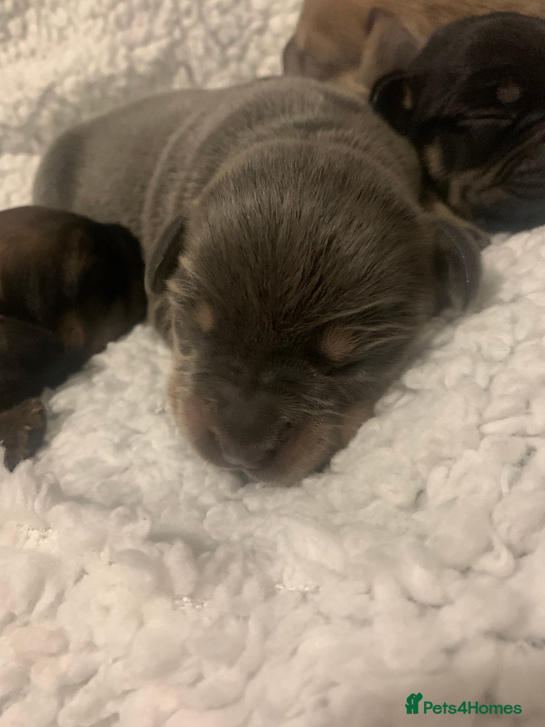 French Bulldog dogs for sale: French bulldog puppies - Image 7