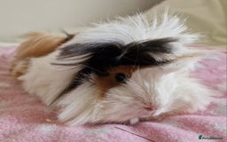 Guinea Pig rodents for sale: Pure Peruvian Sisters - Image 20
