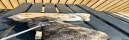 Dwarf Lop rabbits for sale: 2 female 1 yr old indoor rabbits - Advert 1