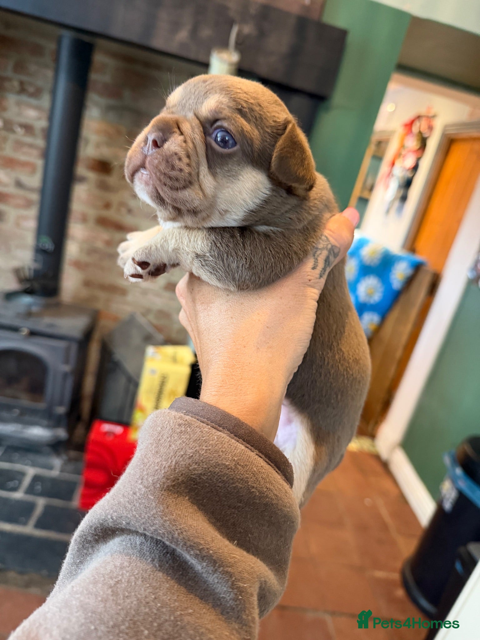 French Bulldog dogs ROJO PUP CARRYING FLUFFY  - Advert 14