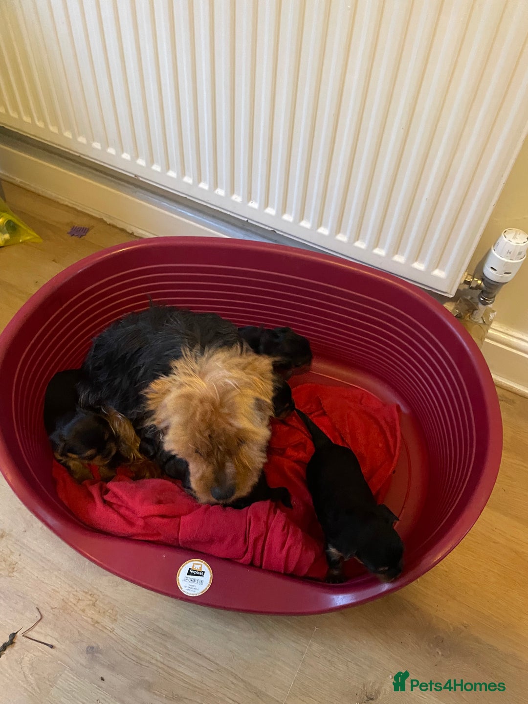 Yorkshire Terrier dogs for sale: Black and tan Yorkshire terrier puppies - Advert 11