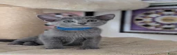 Russian Blue cats for sale: Full Pedigree American Line Russian Blue  - Advert 6