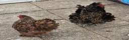 Chickens poultry for sale: Bantam Pekingese Hens - Advert 3