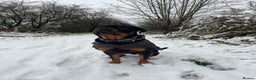 Rottweiler dogs for sale: Male Rottweiler For Sale  - Advert 2