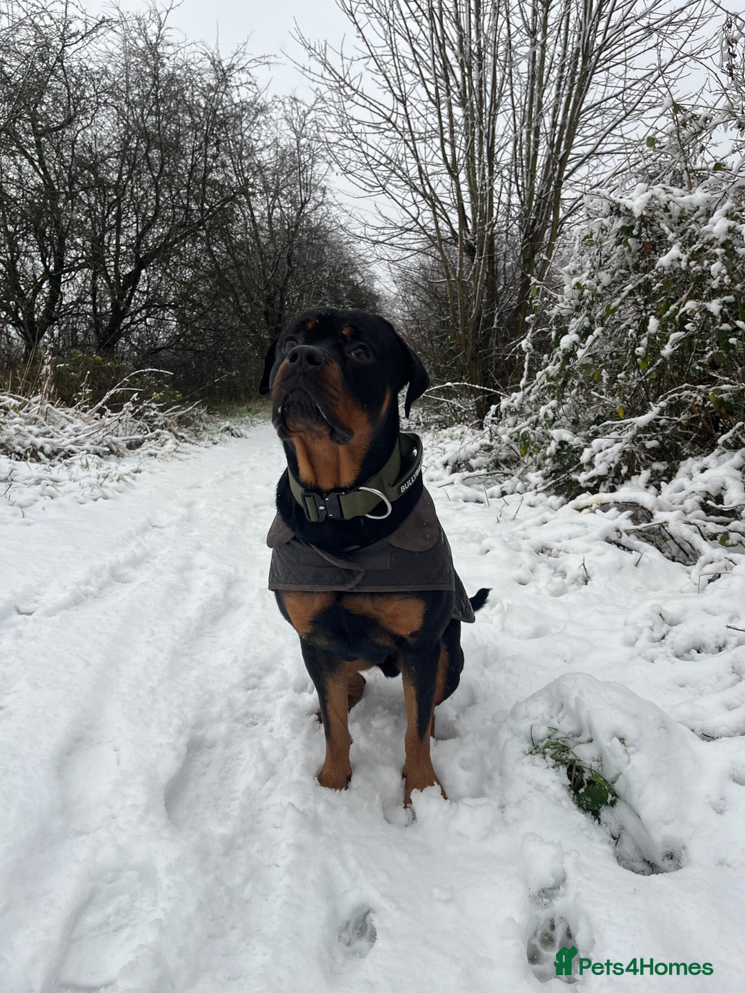 Rottweiler dogs for sale: Male Rottweiler For Sale  - Advert 2