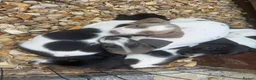 Miniature Dachshund dogs for sale: Miniature Dachshund 2 girls 2boys left - Advert 3