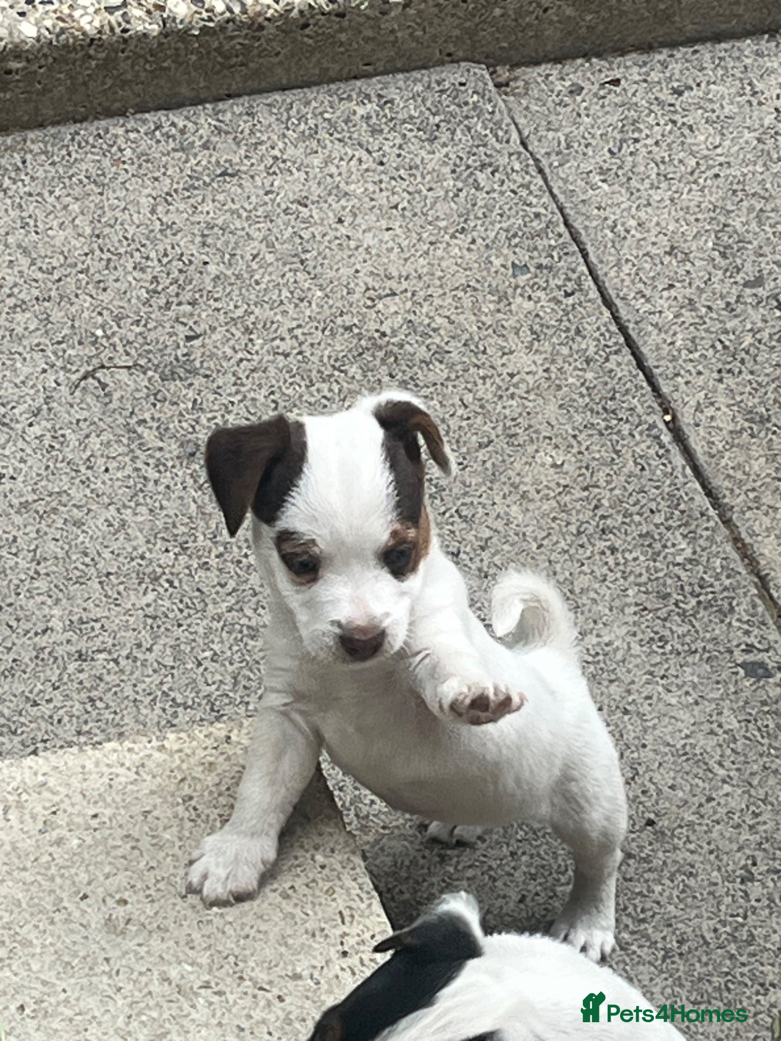 Jack Russell dogs 2 Jack Russell pups - Advert 14