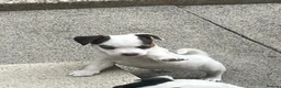 Jack Russell dogs for sale: 2 Jack Russell pups - Advert 5