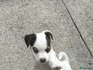 Jack Russell dogs 2 Jack Russell pups - Advert 6