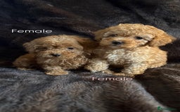 Cavapoo dogs for sale: One stunning red cavapoo male  - Image 7