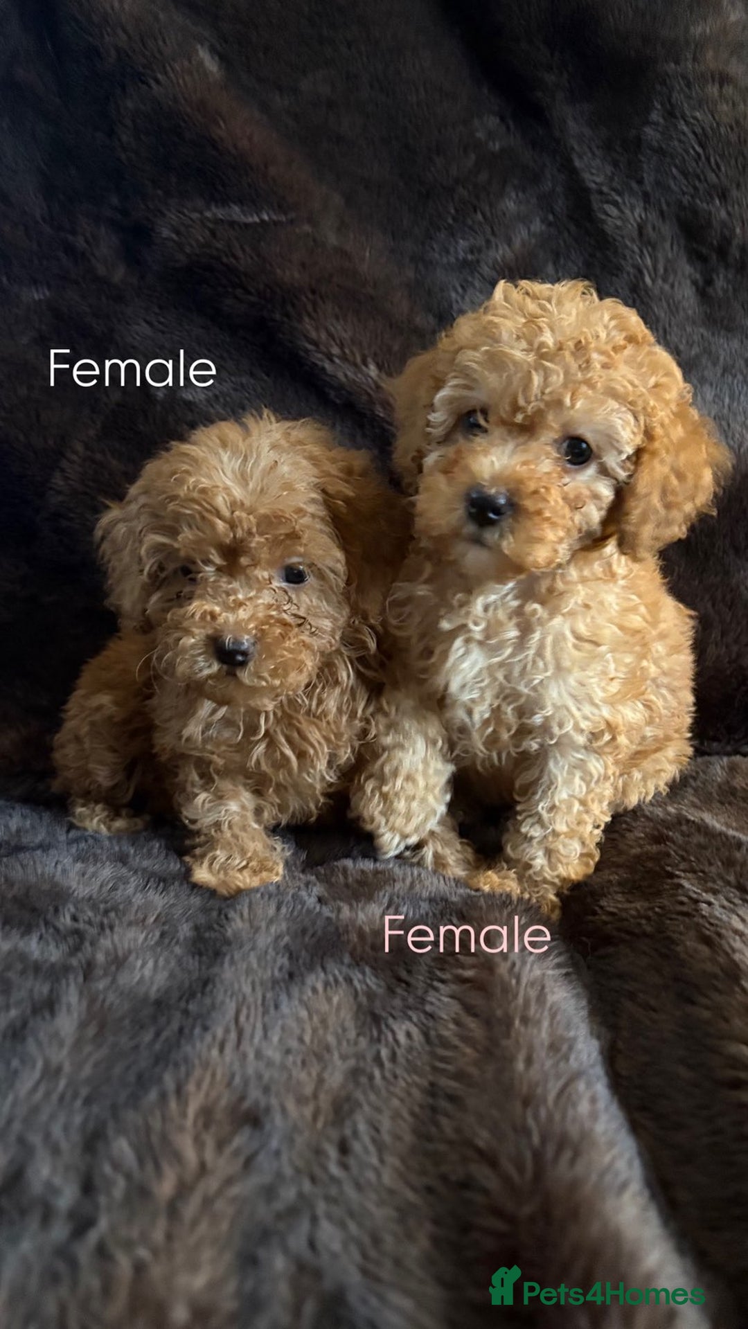 Cavapoo dogs for sale: One stunning red cavapoo male  - Image 7
