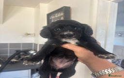 Cocker Spaniel dogs for sale: Stunning litter of working cocker spaniel puppies  - Image 2
