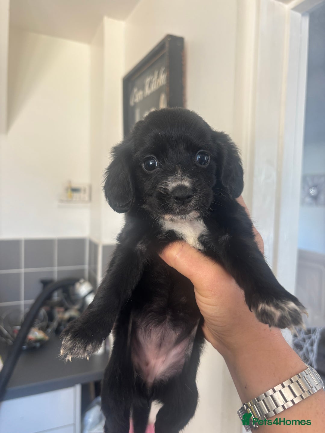 Cocker Spaniel dogs for sale: Stunning litter of working cocker spaniel puppies  - Image 2
